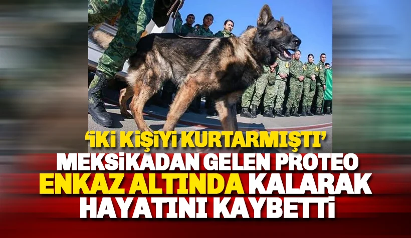 Meksika'dan gelen kurtarma köpeği 'Proteo' enkaz altında kalarak hayatını kaybetti