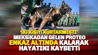 Meksika'dan gelen kurtarma köpeği 'Proteo' enkaz altında kalarak hayatını kaybetti