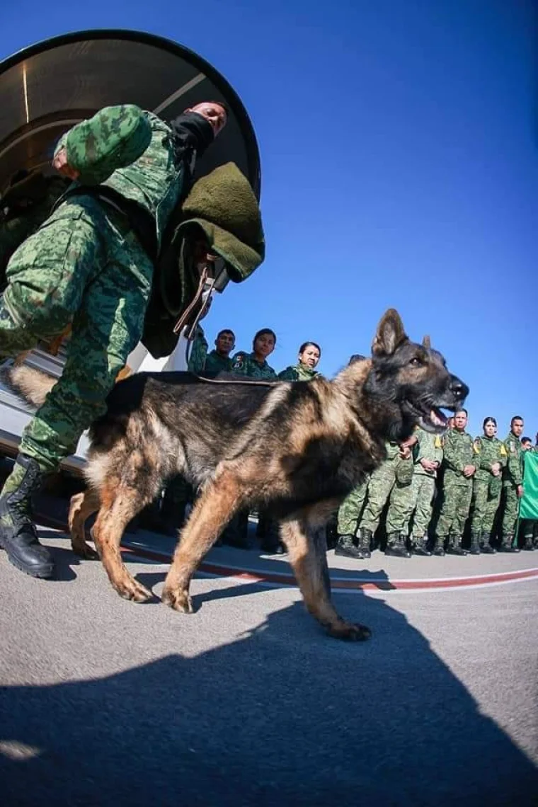 Meksika'dan gelen kurtarma köpeği 'Proteo' enkaz altında kalarak hayatını kaybetti