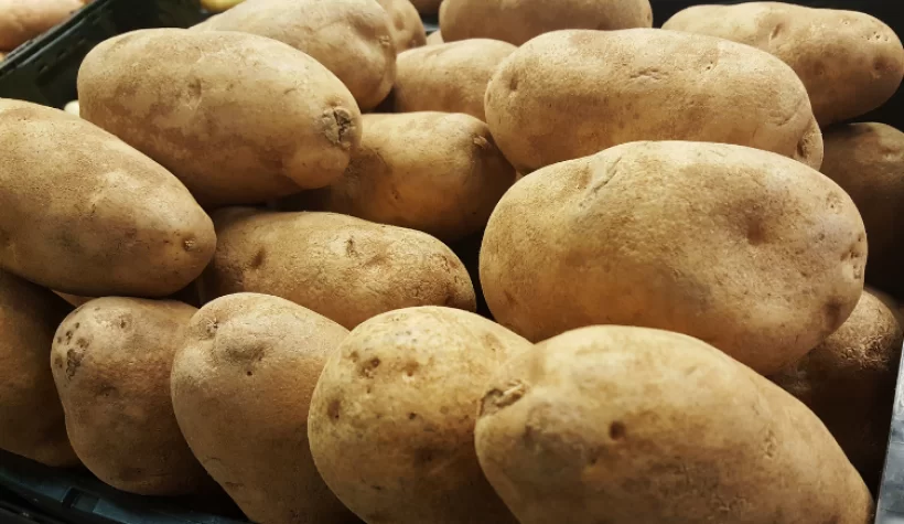 Mersin'de 850 ton patates 'virüslü' çıktı