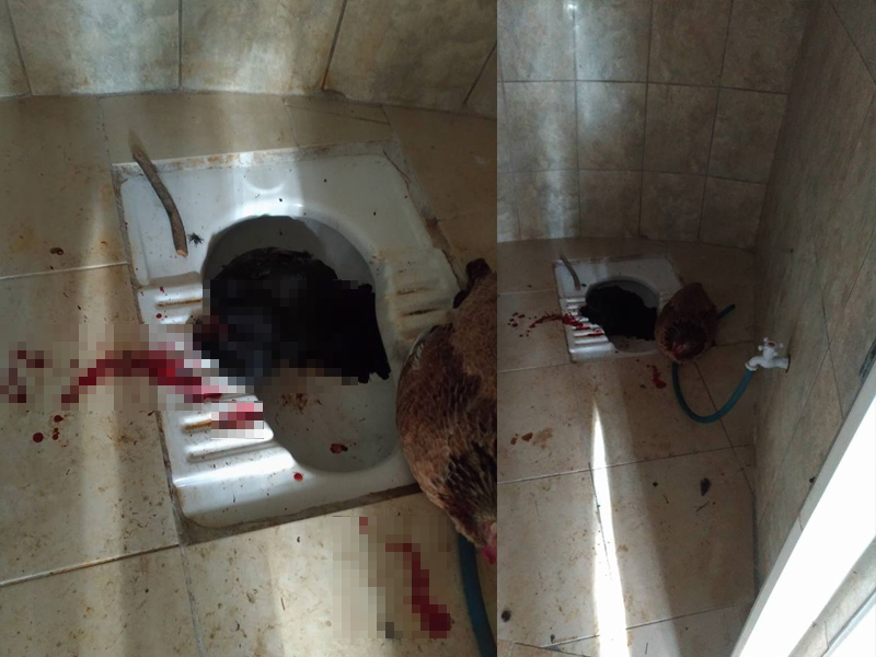 Alanya Tavuklara Tecavüz Mezarlık Hacıbaba