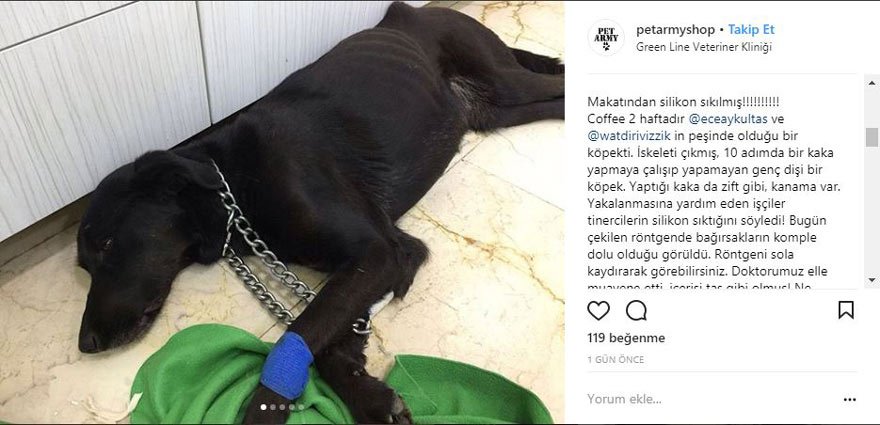 İstanbul Coffee isimli köpek işkence sonucu öldürüldü