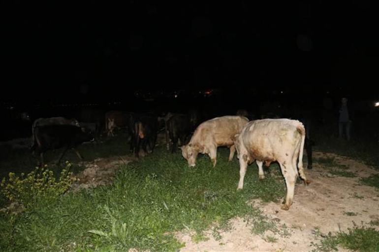 Çoban uyudu polis sığırları sürdü