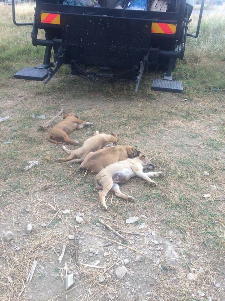 Alanya Konaklı Yavru Köpekleri zehirlediler