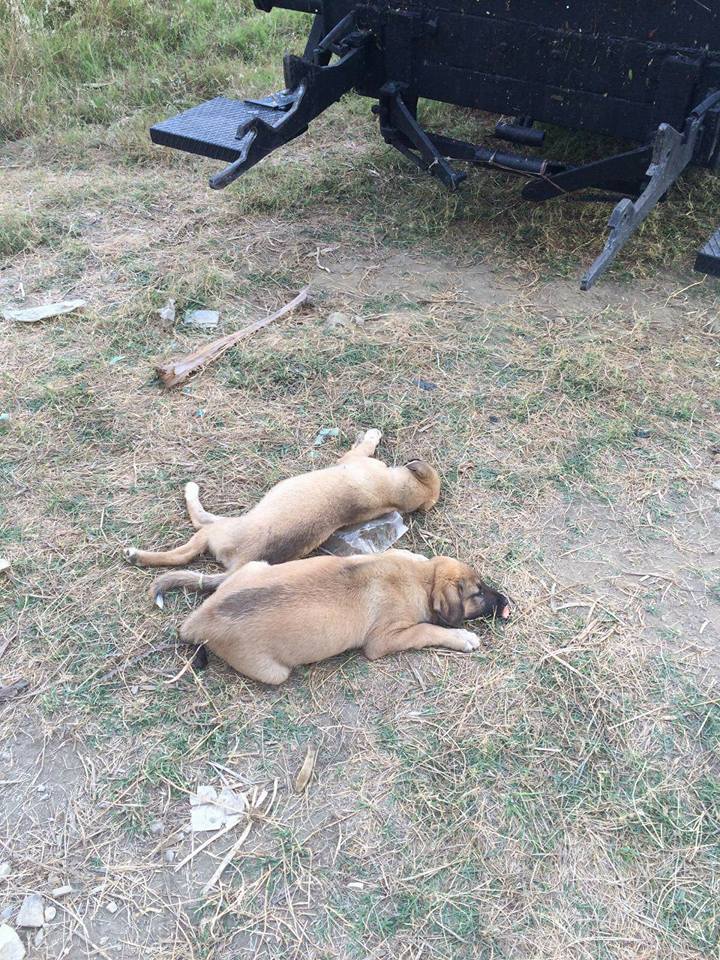 Alanya Konaklı Yavru Köpekleri zehirlediler