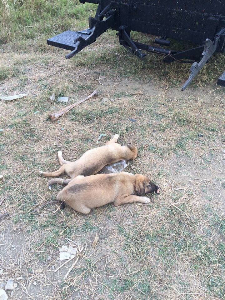 Alanya Konaklı Yavru Köpekleri zehirlediler