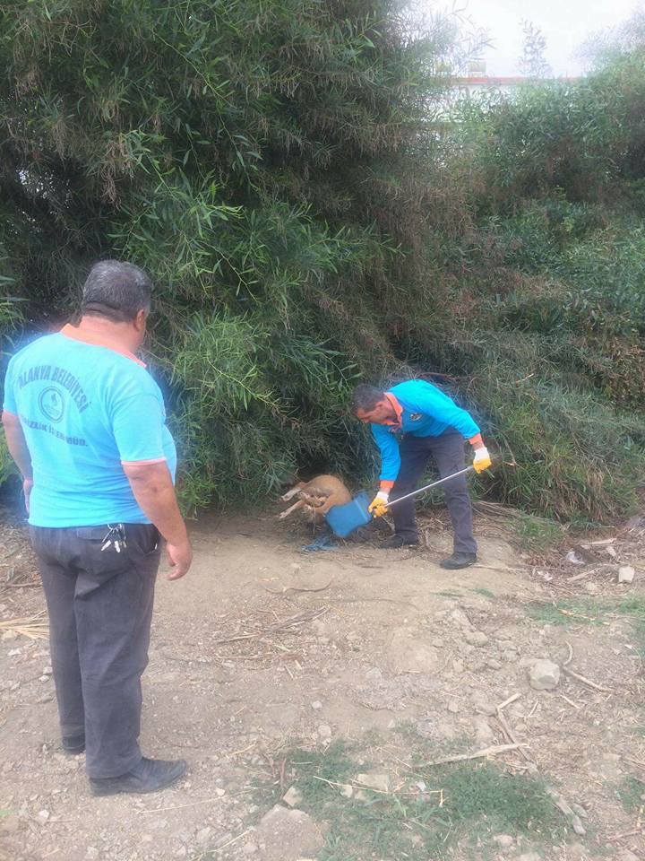 Alanya Konaklı Yavru Köpekleri zehirlediler