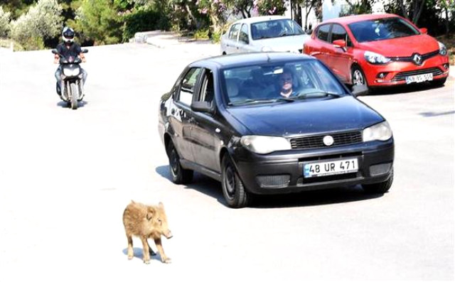 Aç Kalan Domuzlar Muğla